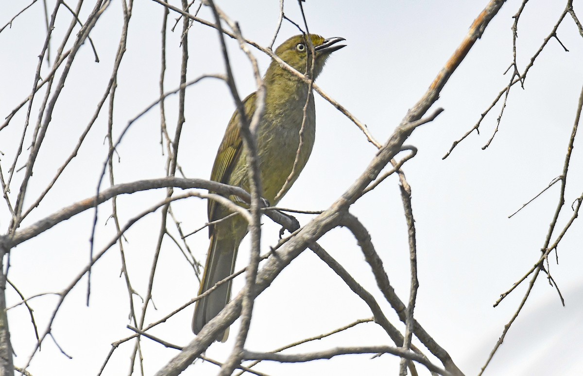 Sombre Greenbul - ML500450161