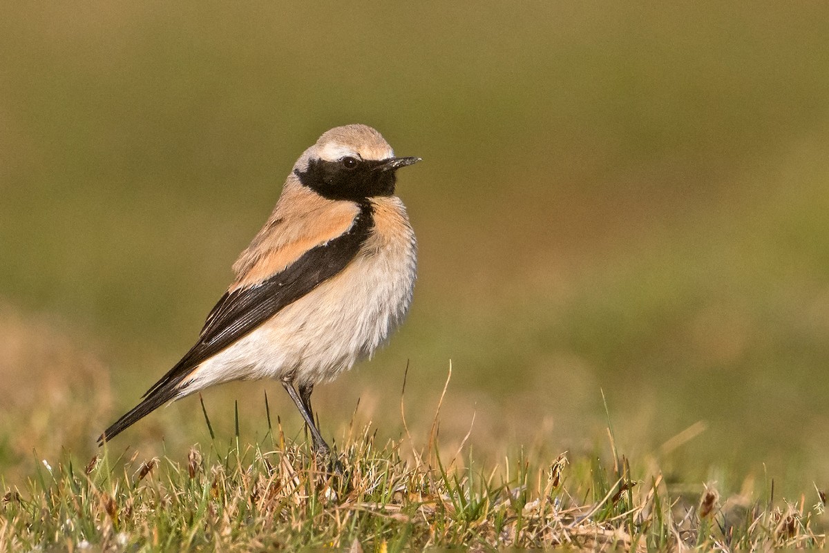 Desert Wheatear - ML500450341