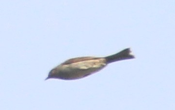 Dunnock - ML500450371