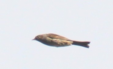 Dunnock - ML500450381