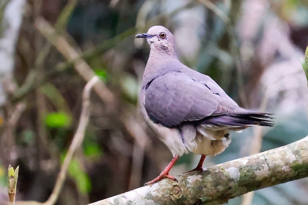 Gray-fronted Dove - ML500450801