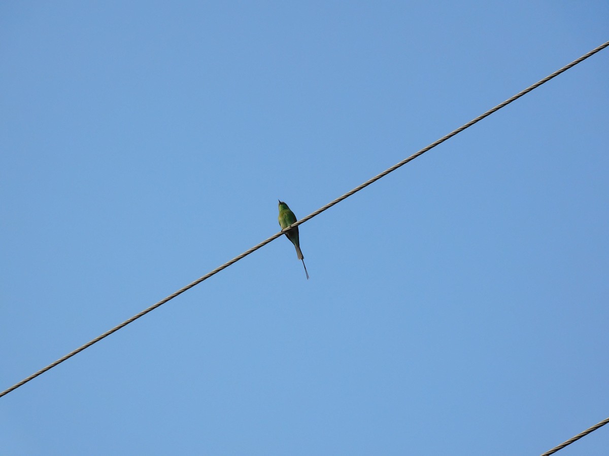 bee-eater sp. - ML500450911