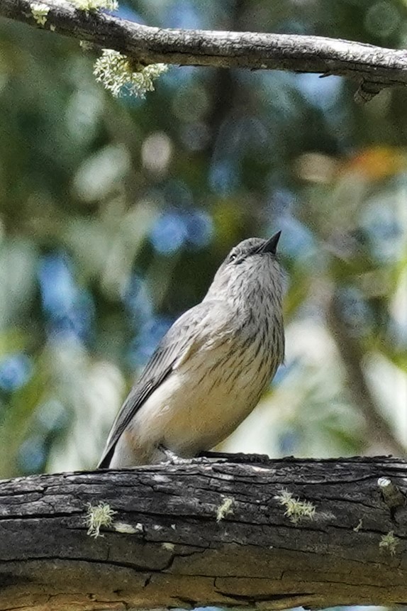 Rufous Whistler - Ellany Whelan