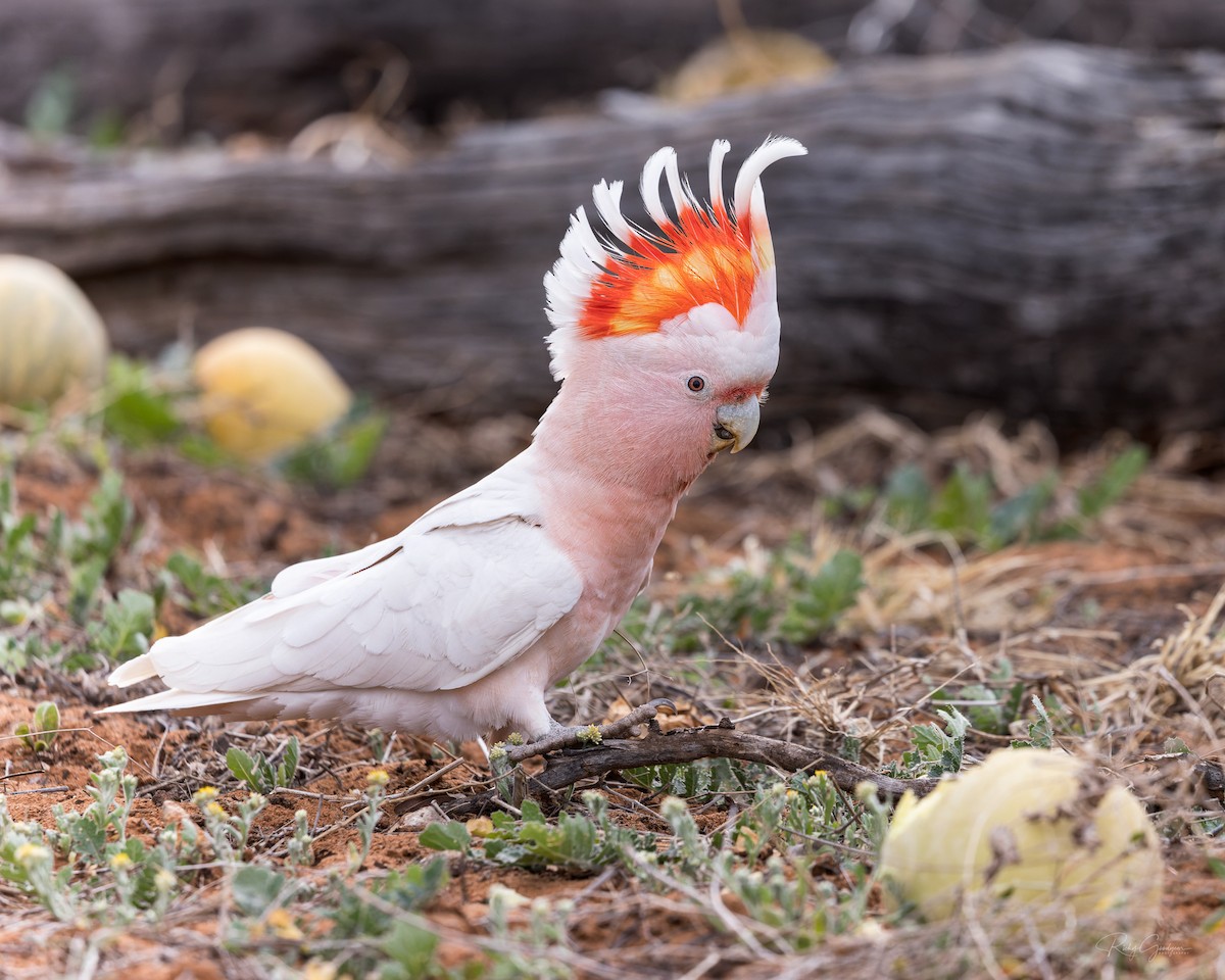 Pink Cockatoo - ML500451191