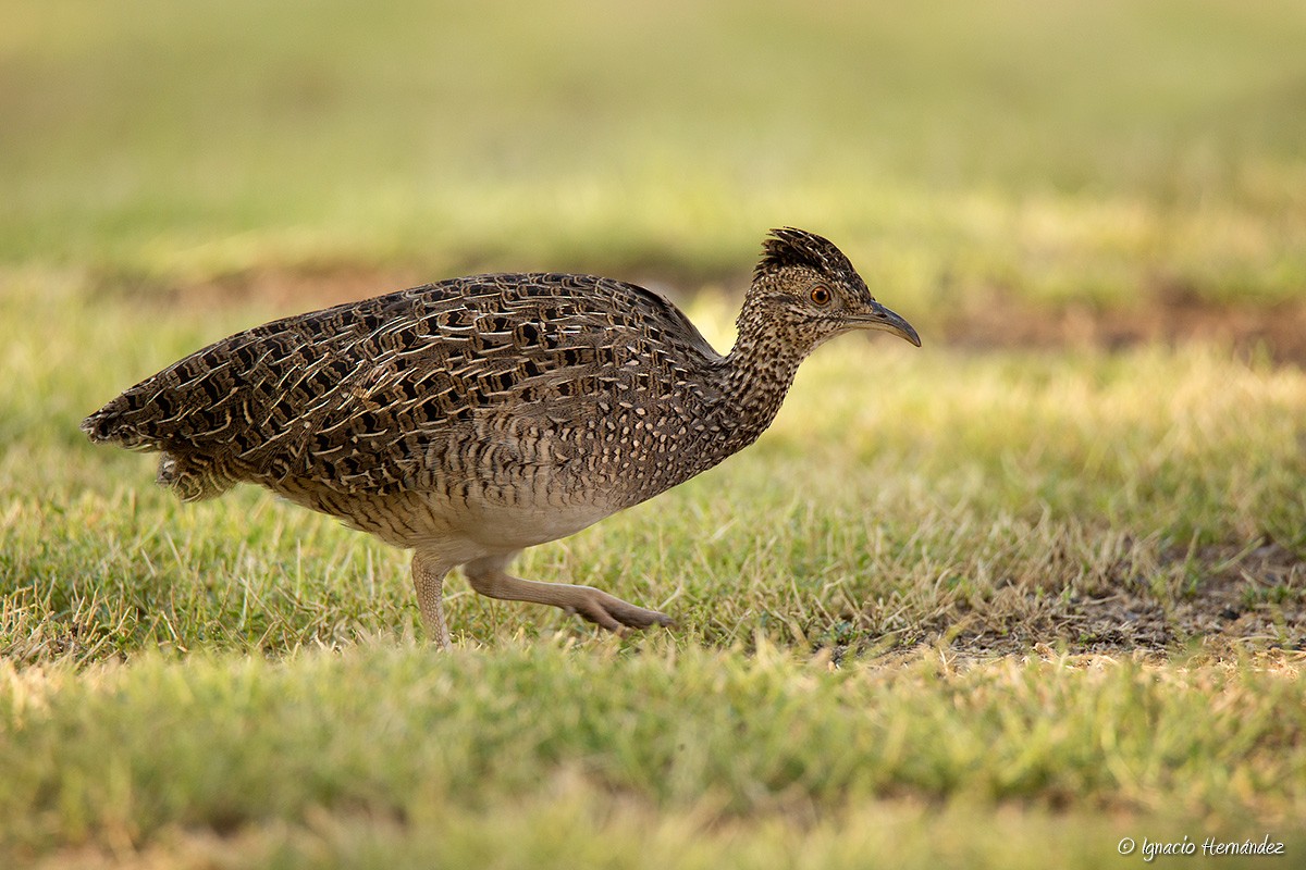 Brushland Tinamou - Ignacio Hernandez