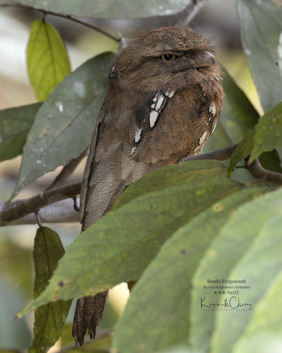 Sunda Frogmouth - ML500453751