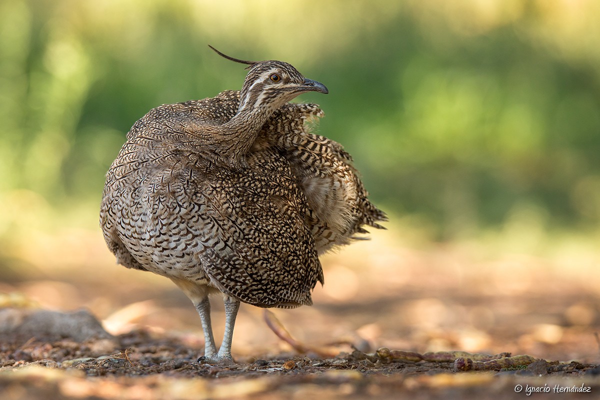 Elegant Crested-Tinamou - ML50045431