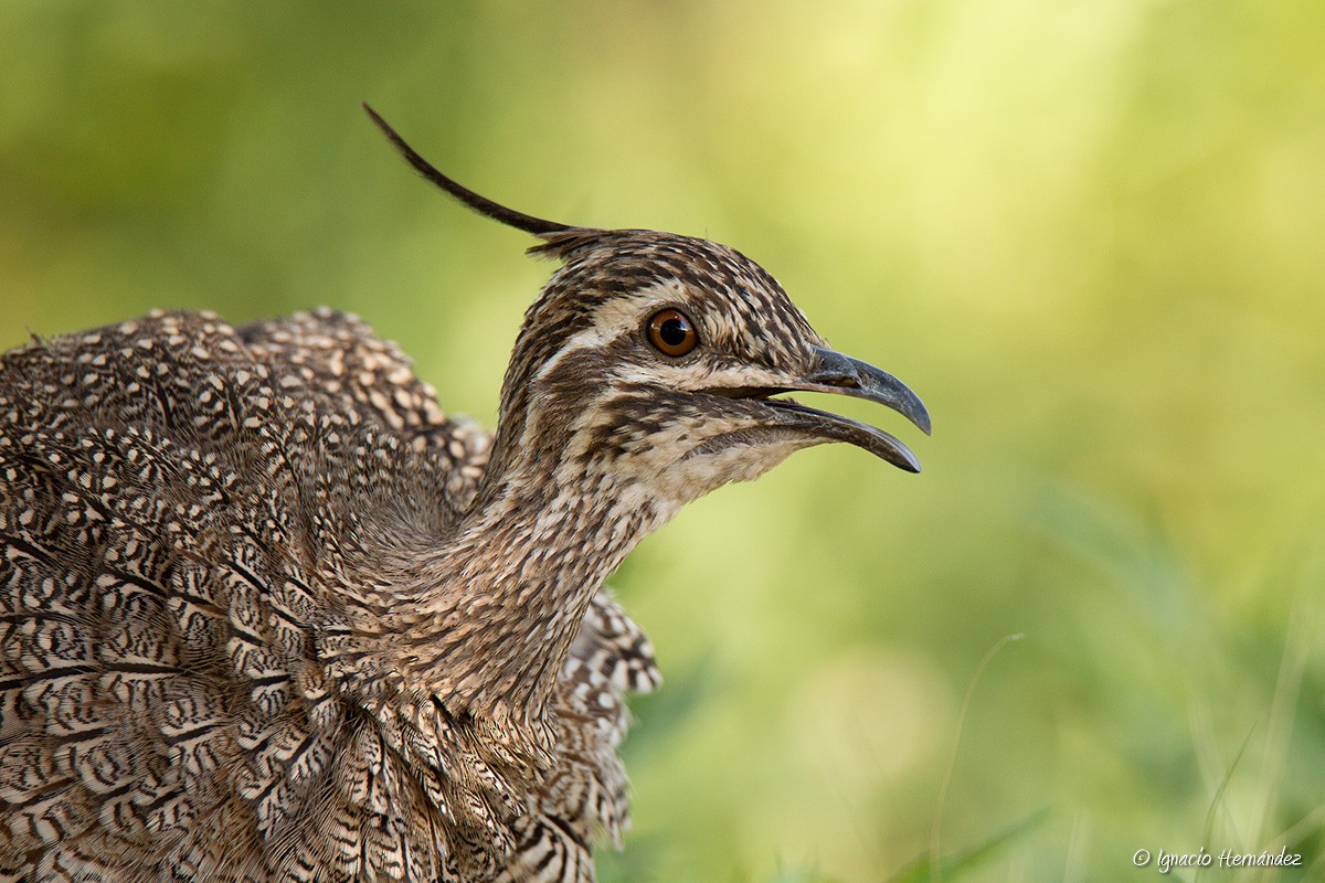 Elegant Crested-Tinamou - ML50045441