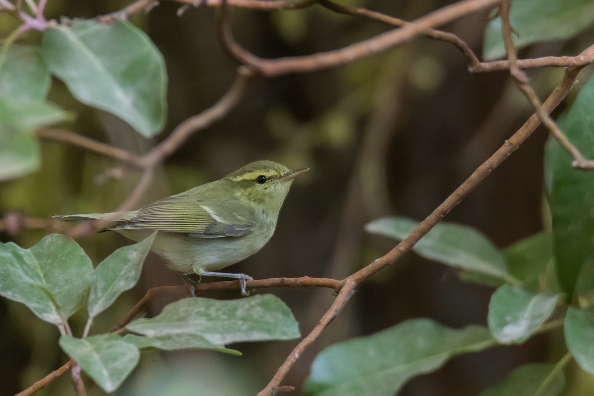 Green Warbler - דויד סבן