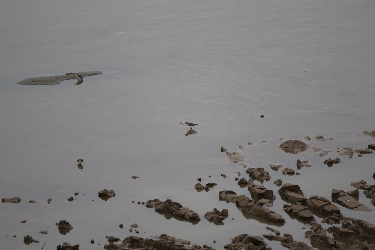 Broad-billed Sandpiper - ML500454591