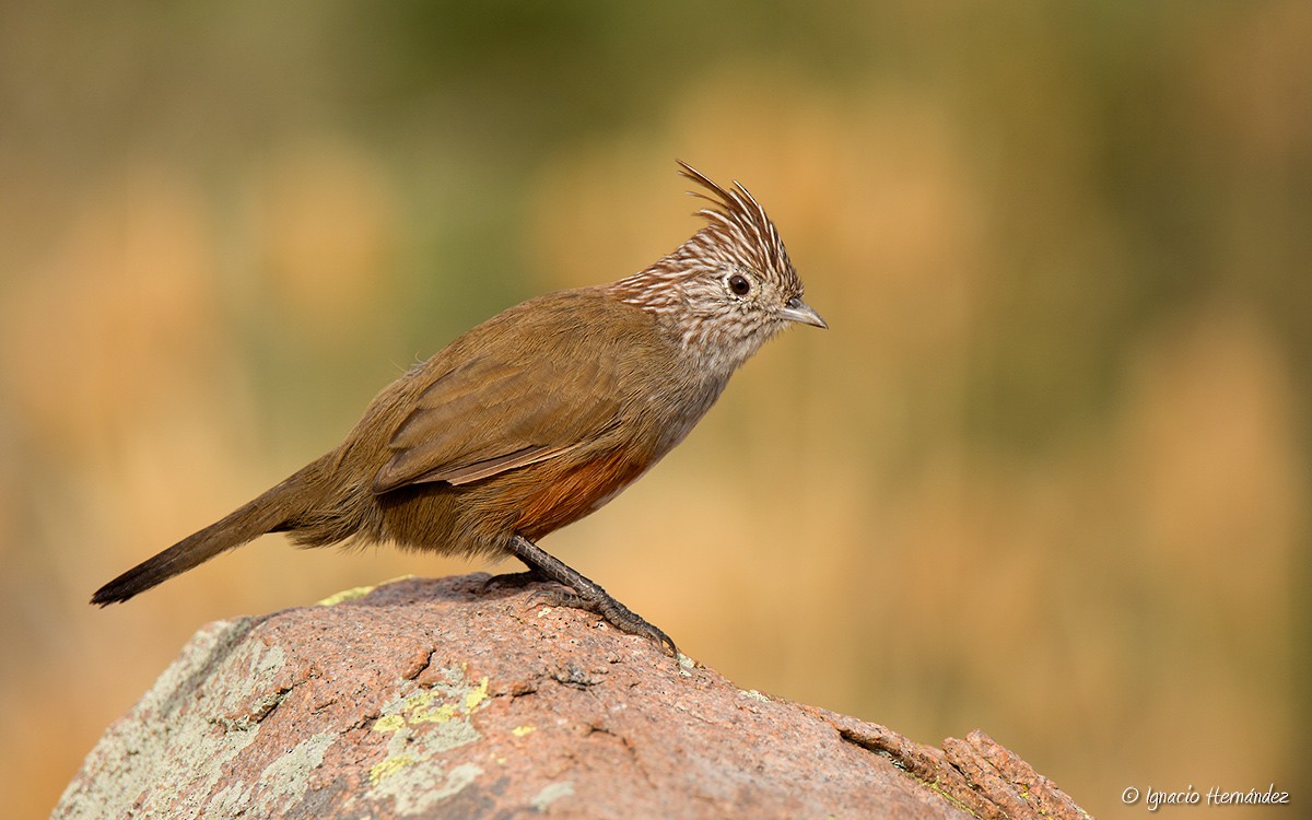 Crested Gallito - ML50045471