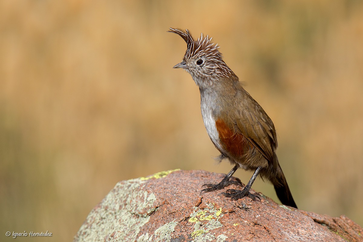 Crested Gallito - ML50045481