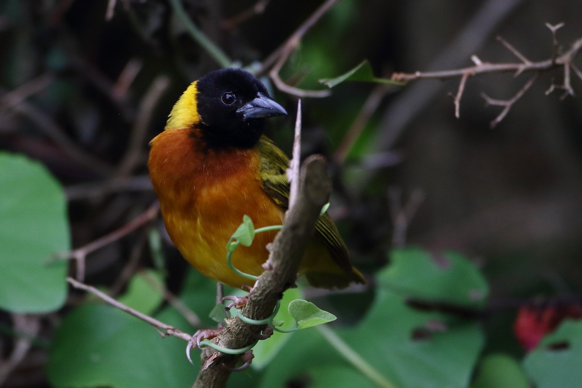 Black-headed Weaver - ML500455051