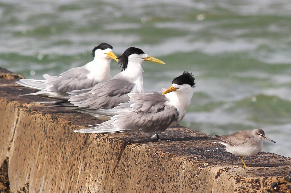 Great Crested Tern - ML500455961
