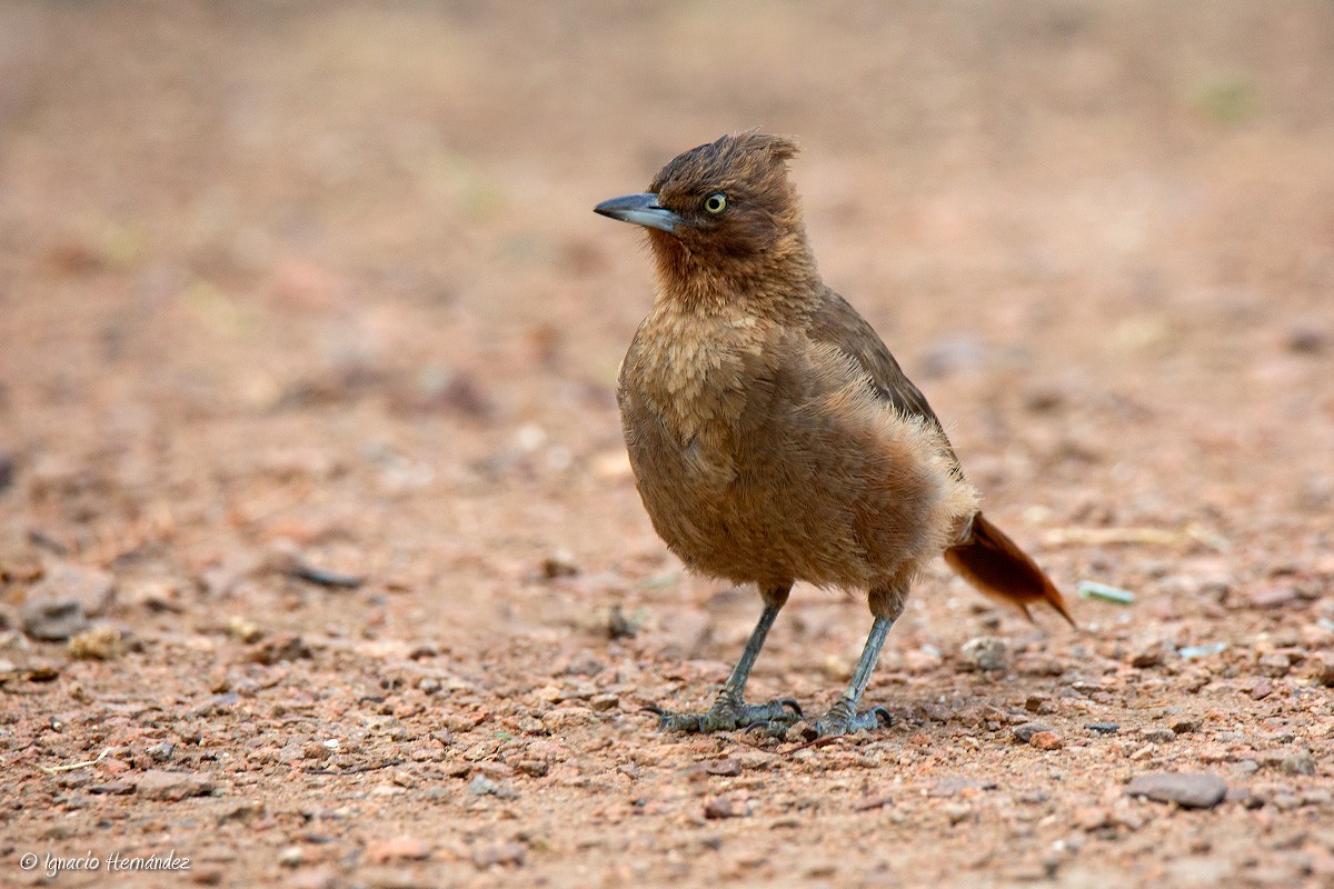 Brown Cacholote - ML50045611