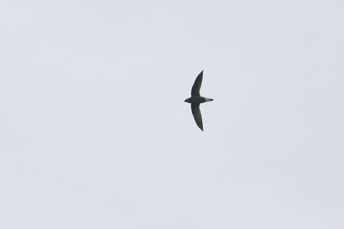 Silver-backed Needletail - ML500456181