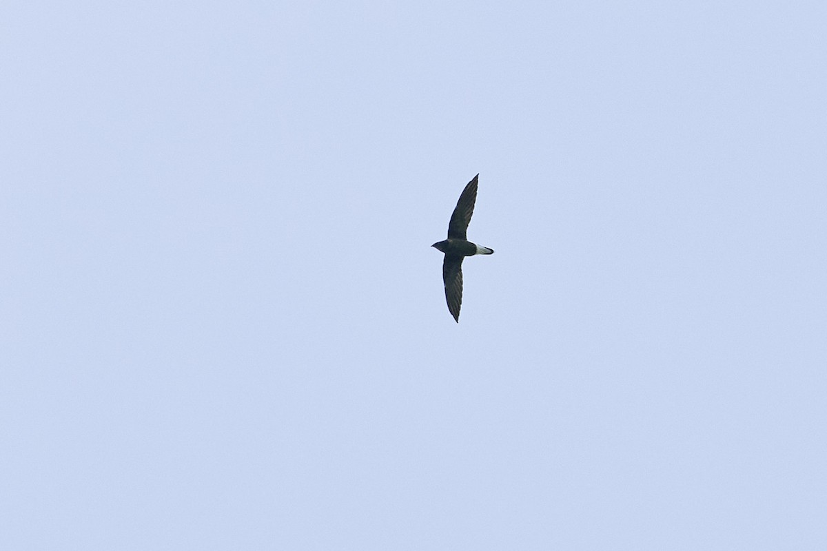 Silver-backed Needletail - ML500456191