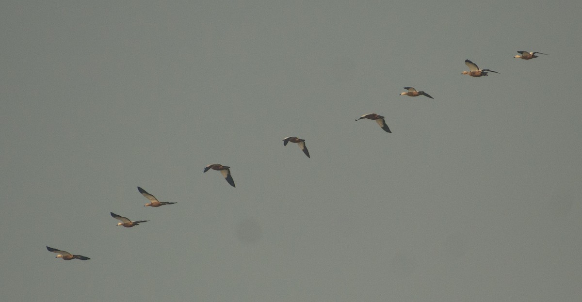 Ruddy Shelduck - ML500456891