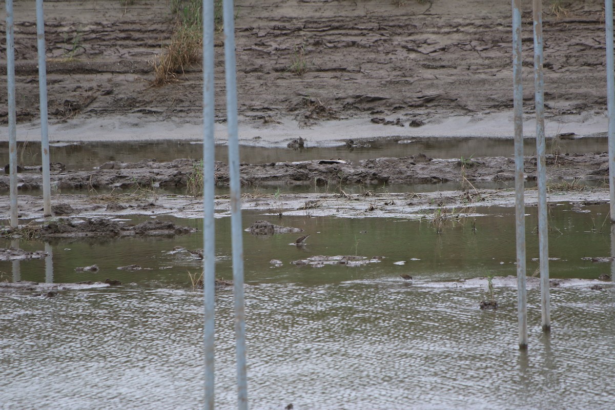 Broad-billed Sandpiper - ML500457171