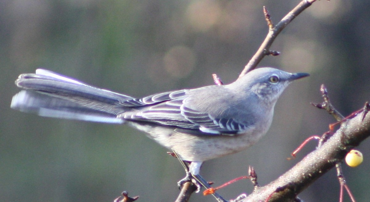 Northern Mockingbird - ML500457381