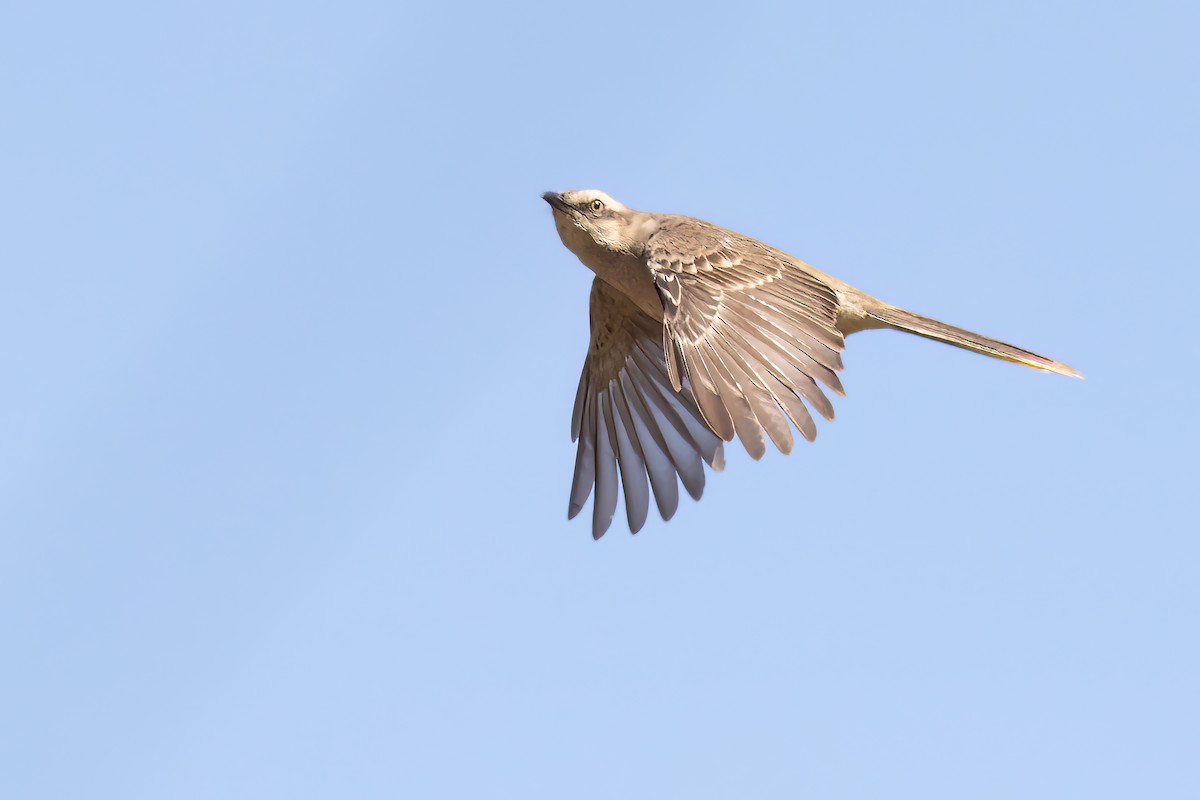 Chalk-browed Mockingbird - Greg Bodker