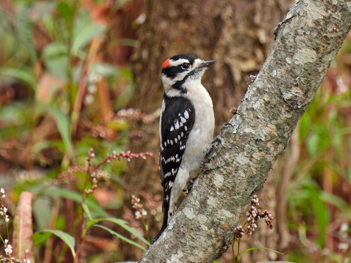 Downy Woodpecker - ML500458181