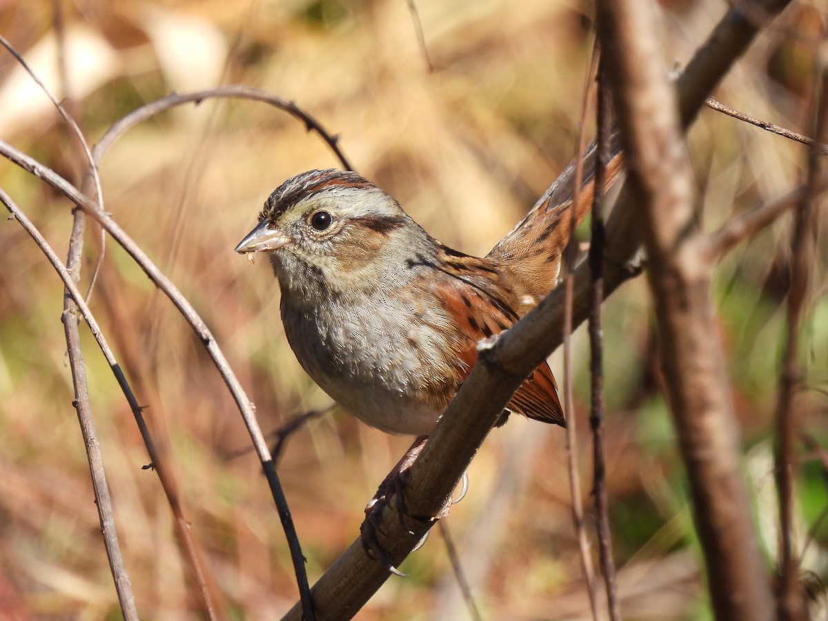 Swamp Sparrow - ML500458531