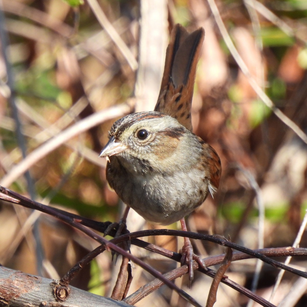 Swamp Sparrow - ML500458561
