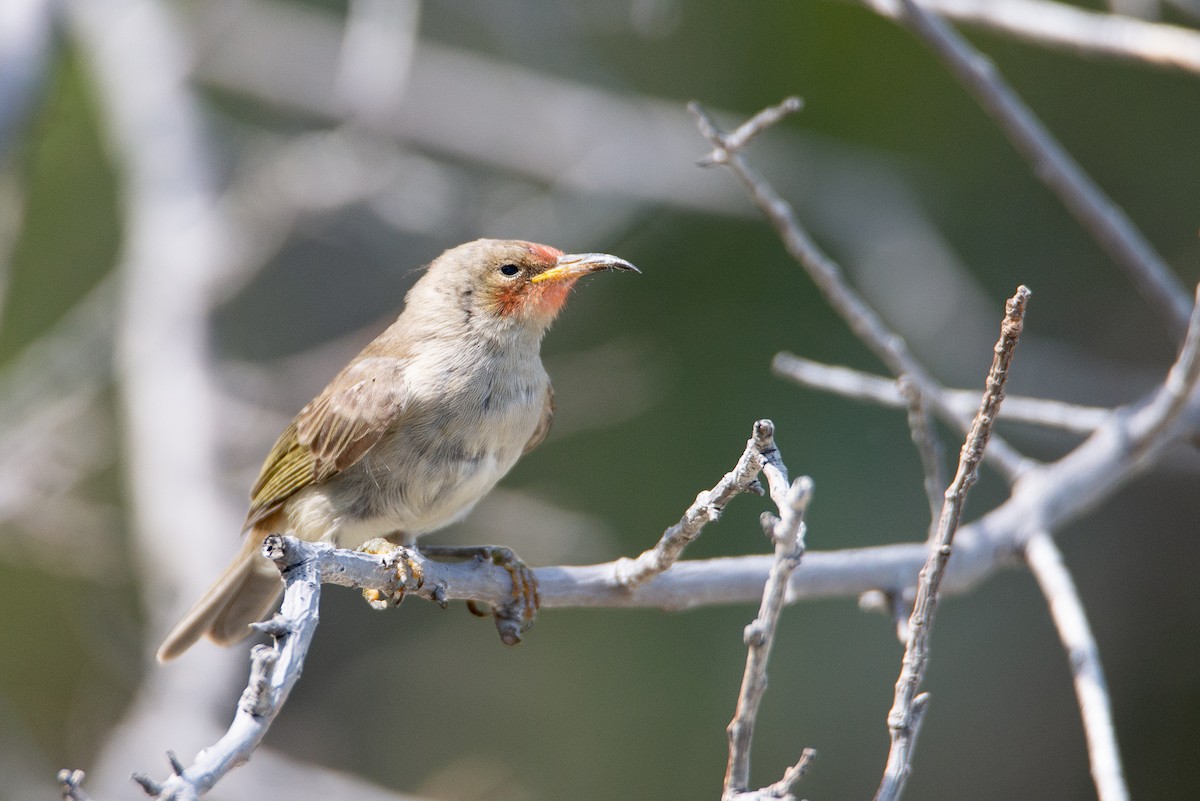 Red-headed Myzomela - ML500459291