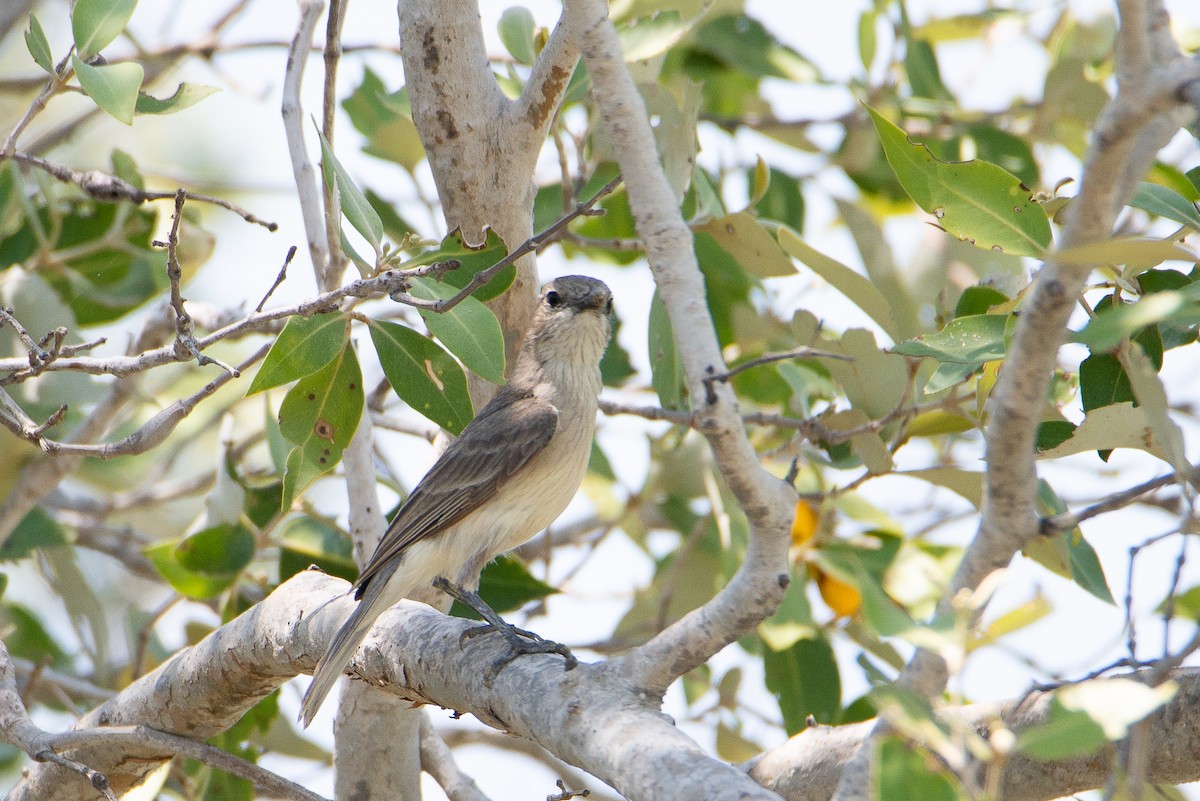 White-breasted Whistler - ML500459341