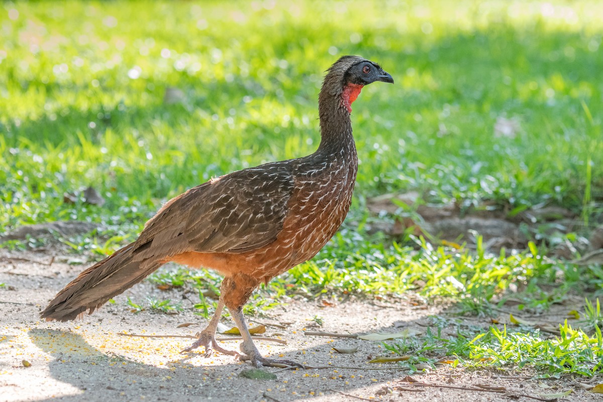 Chestnut-bellied Guan - ML500459911