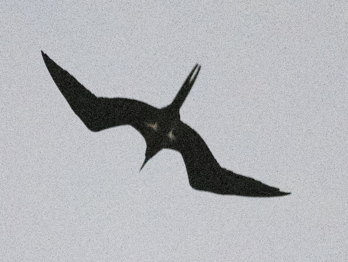 Lesser Frigatebird - ML500461371