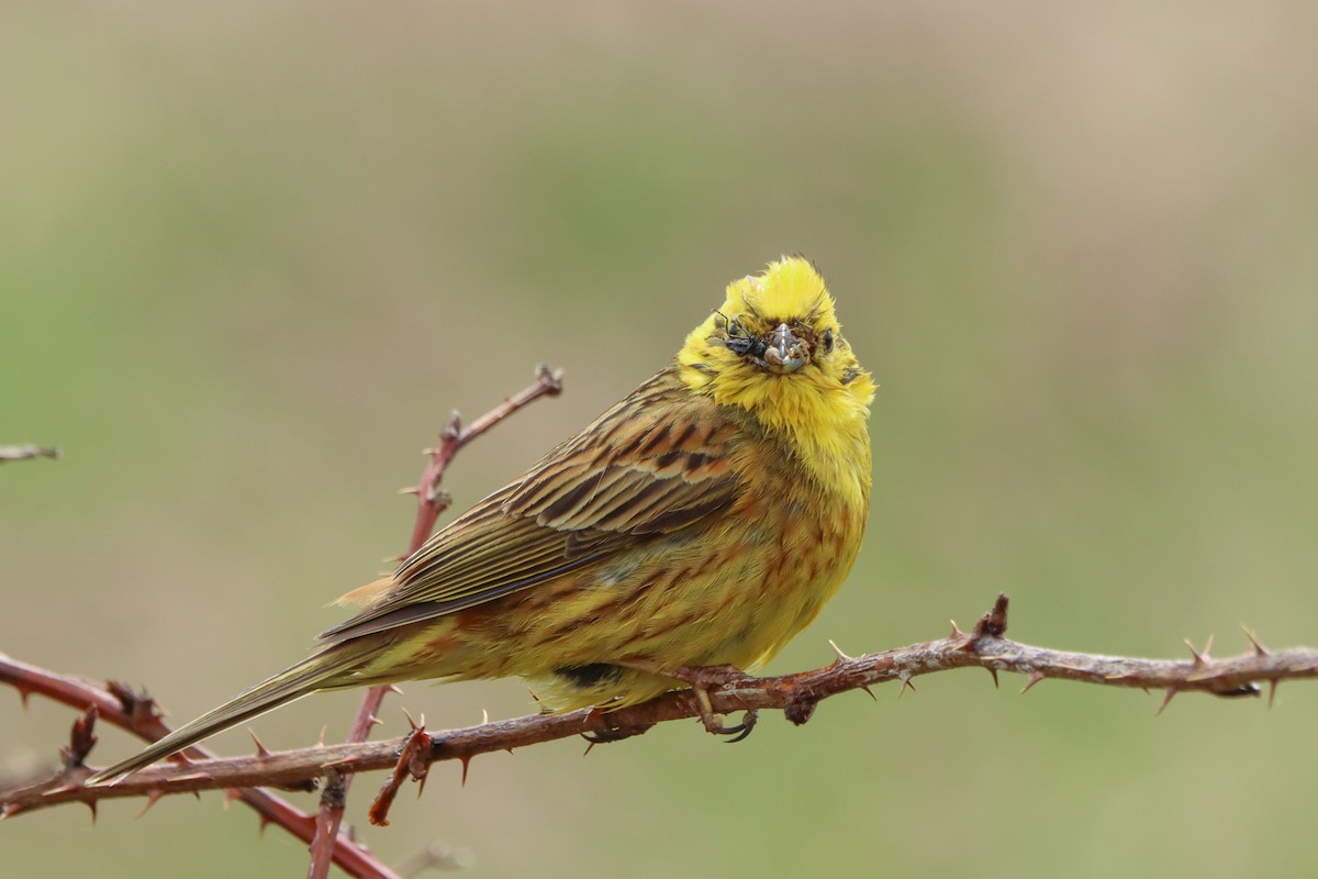 gulspurv - ML500462841