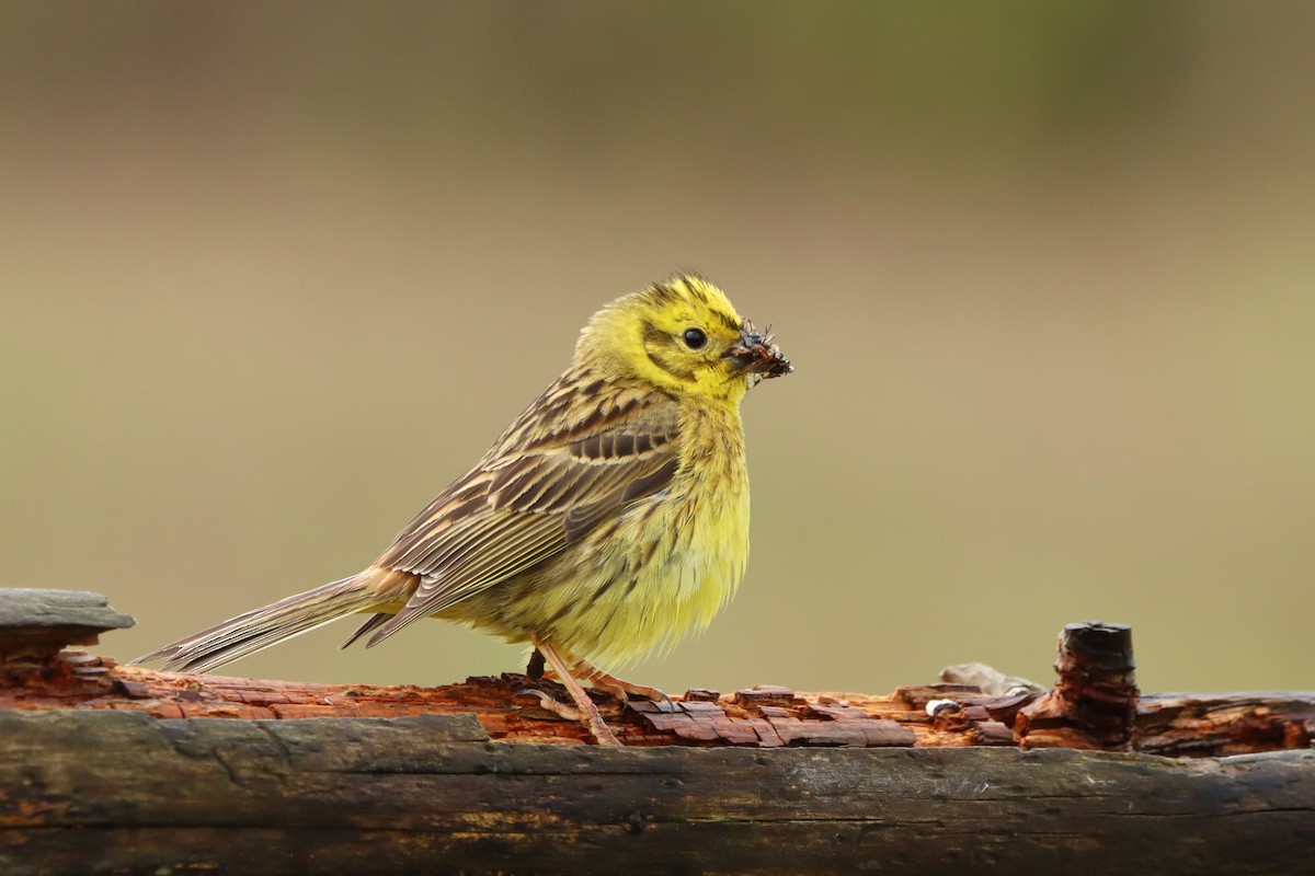 gulspurv - ML500462851