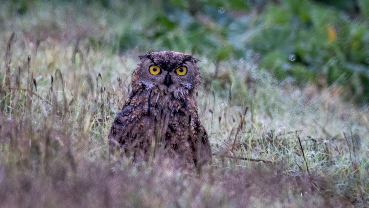 Great Horned Owl - Jim Gain