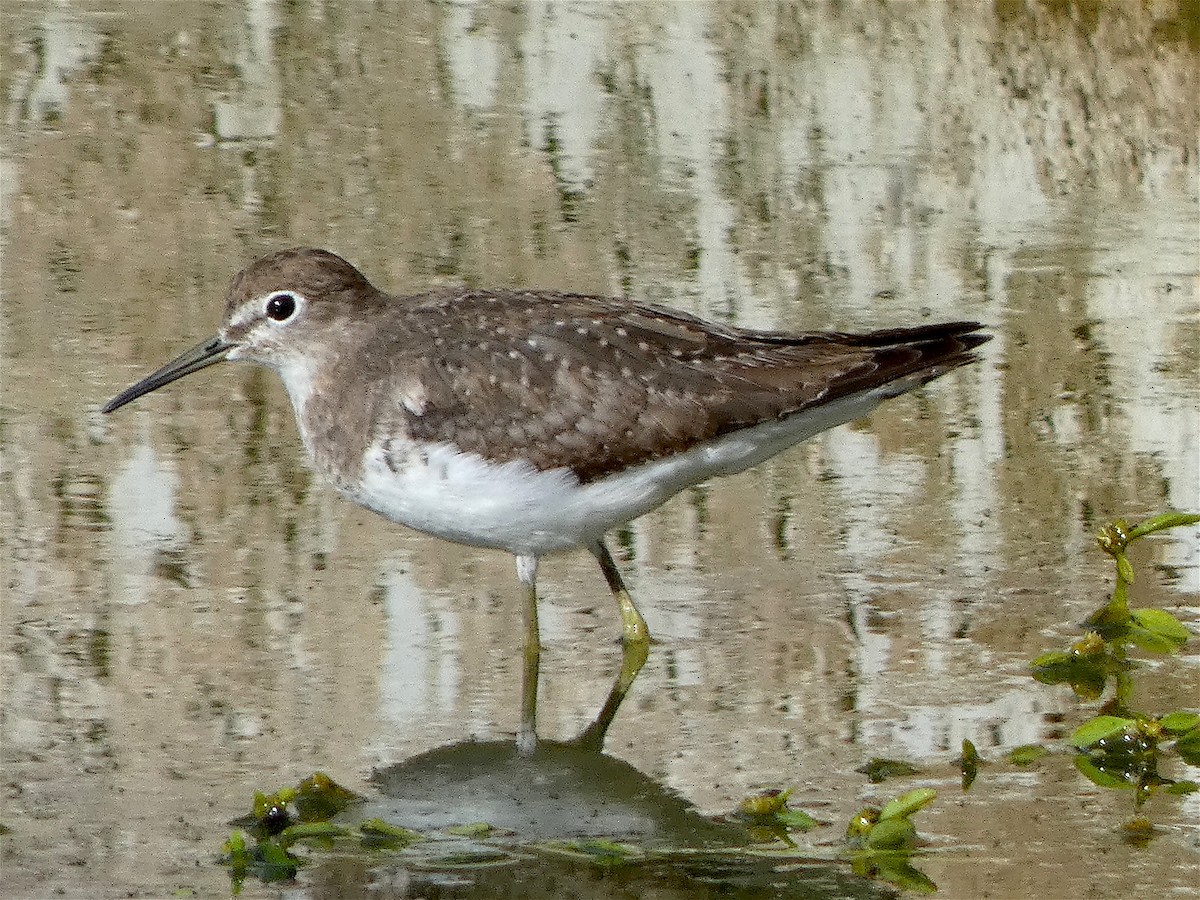 Solitary Sandpiper - ML500469451