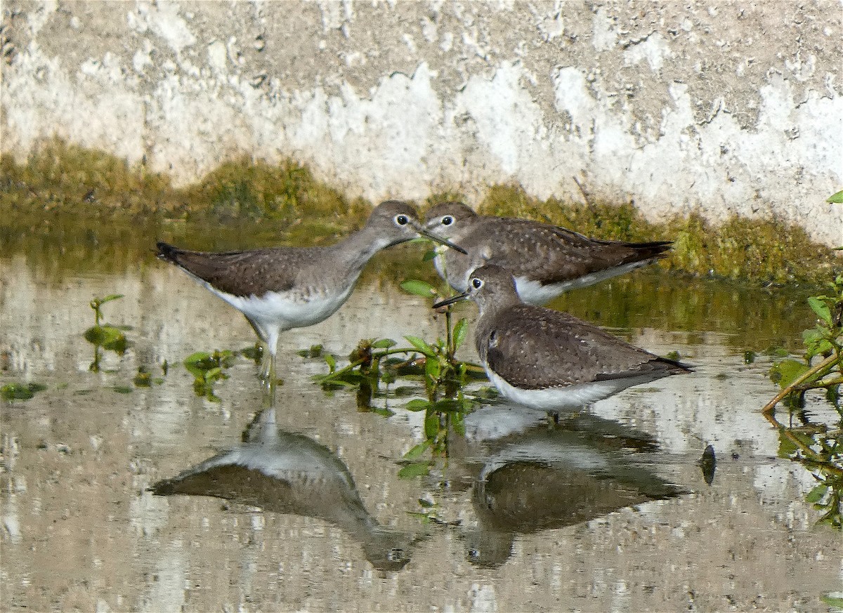 Solitary Sandpiper - ML500469461