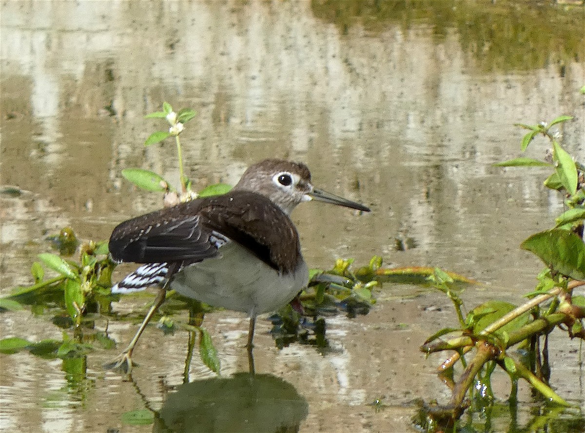 Solitary Sandpiper - ML500469471