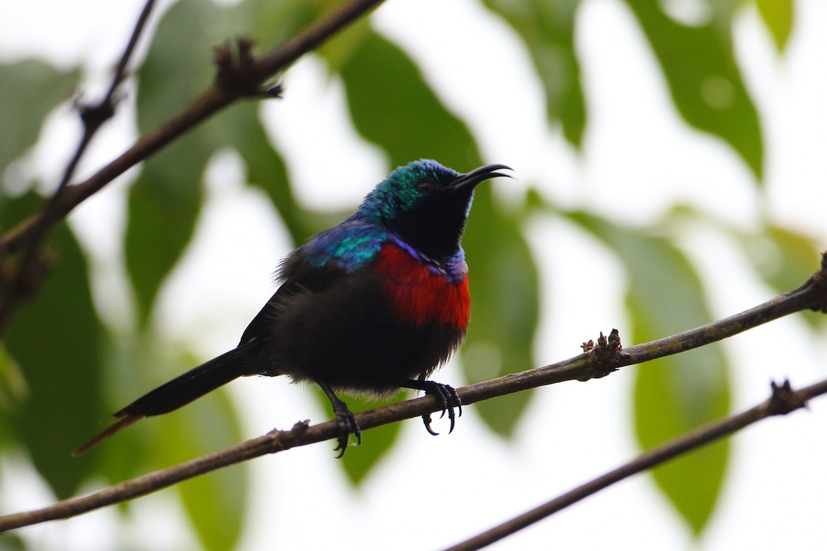 Red-chested Sunbird - ML500471871