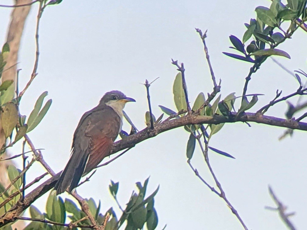 Yellow-billed Cuckoo - ML500472361