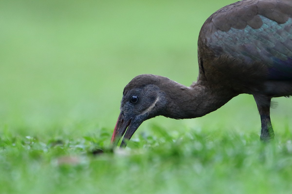 Hadada Ibis - ML500472401