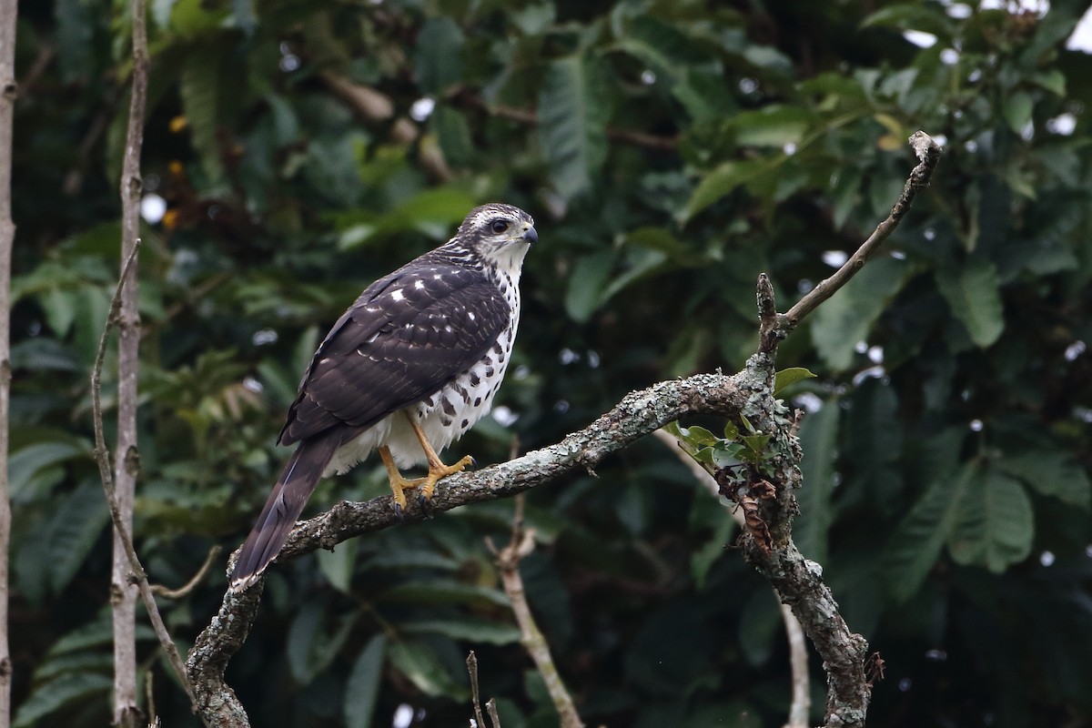 Autour tachiro (sparsimfasciatus) - ML500473041