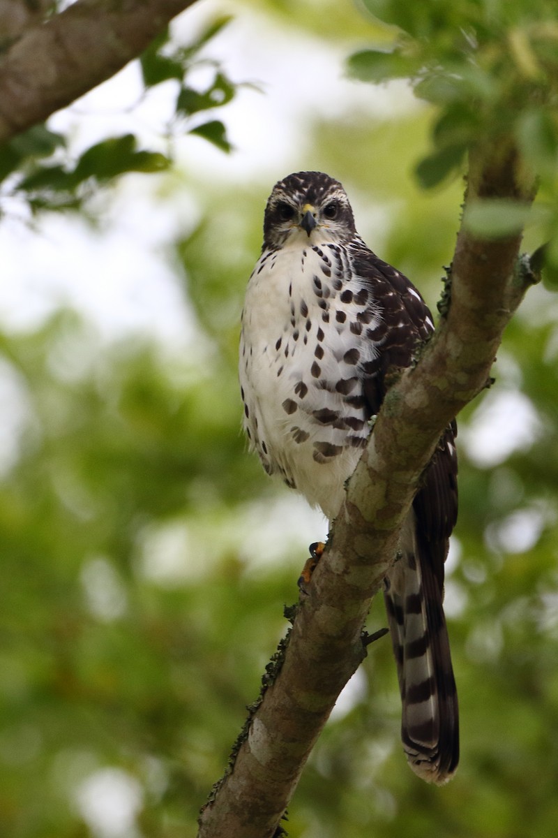 Африканский ястреб (sparsimfasciatus) - ML500473051