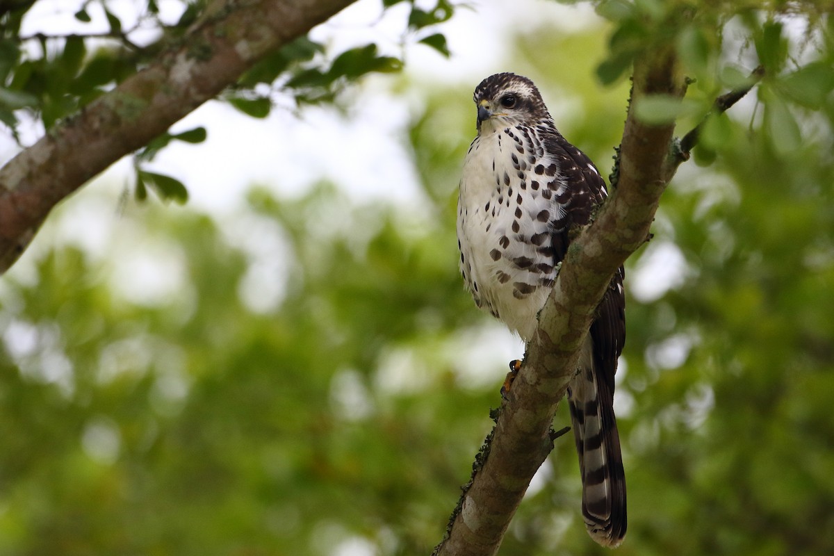 Autour tachiro (sparsimfasciatus) - ML500473061