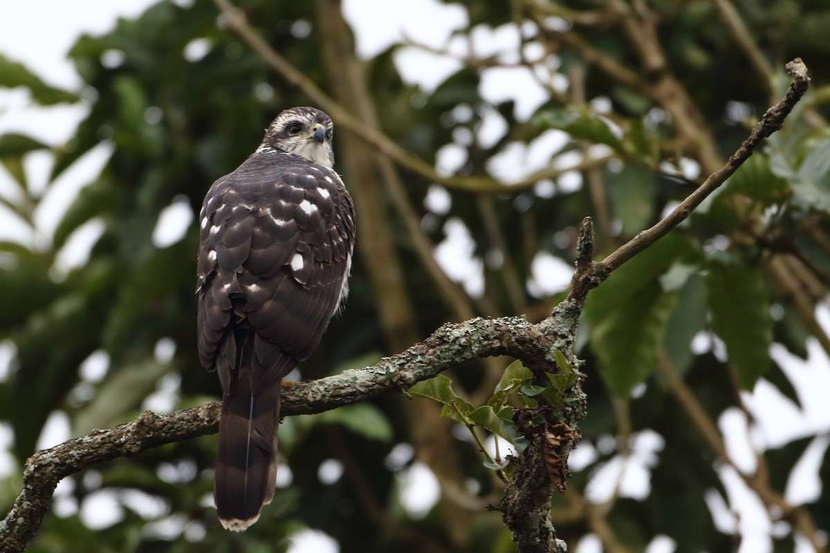 African Goshawk (Eastern) - ML500473071