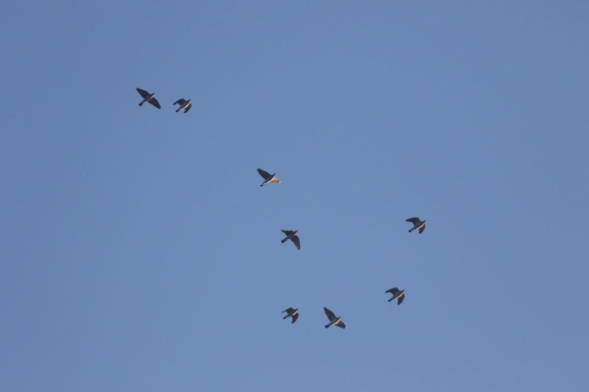 Common Wood-Pigeon - ML500475361