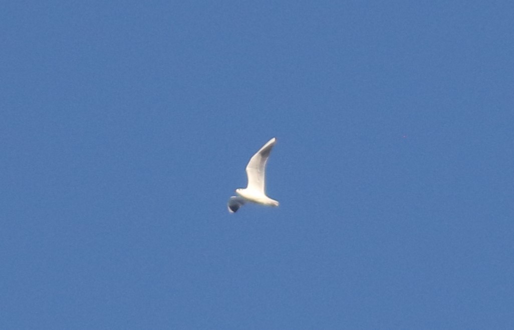 Black-headed Gull - ML500475411