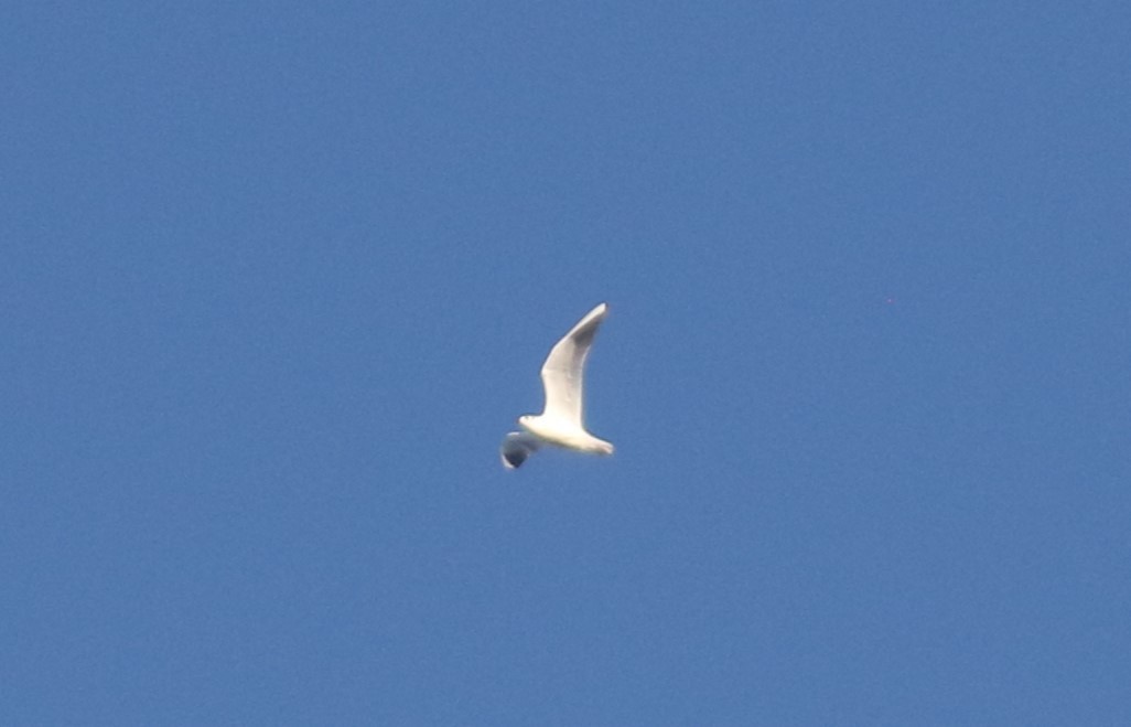 Black-headed Gull - ML500475411