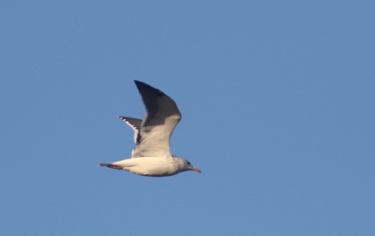 Lesser Black-backed Gull - ML500475451