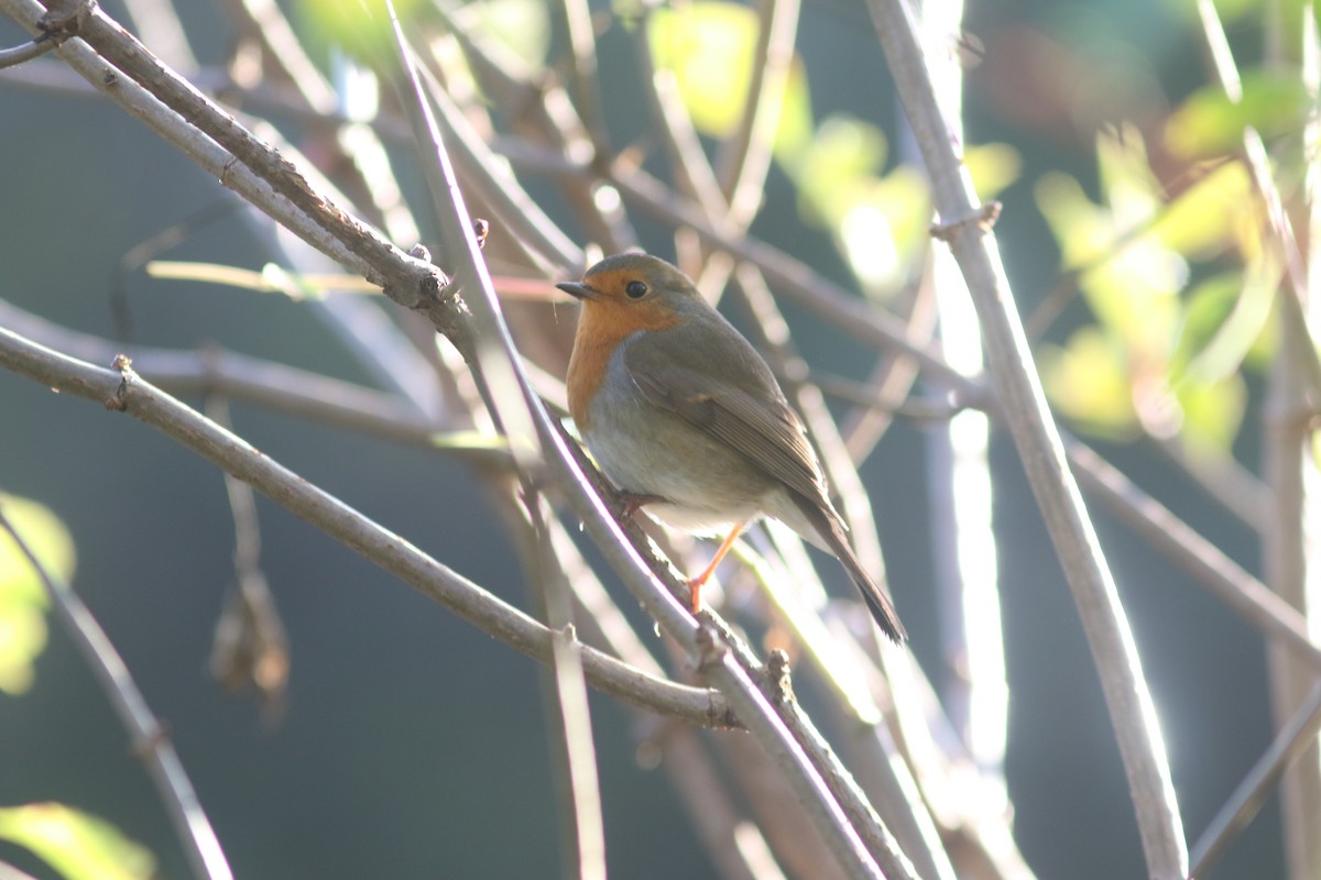 European Robin - Peter Alfrey